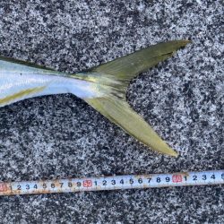 横から飛んできたー!