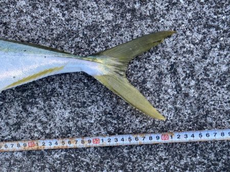 横から飛んできたー!