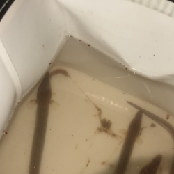 名古屋港でアナゴ釣り