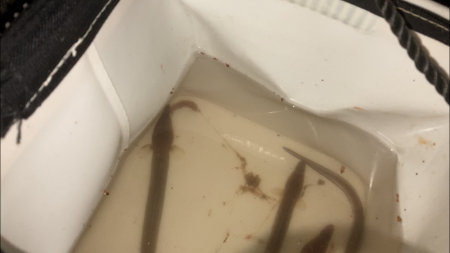 名古屋港でアナゴ釣り