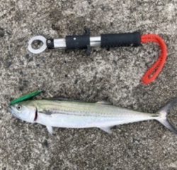 ショアジギング