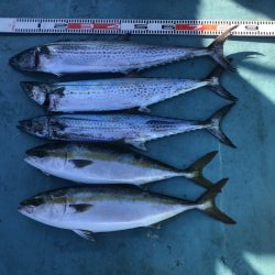 鳴門沖でサワラ