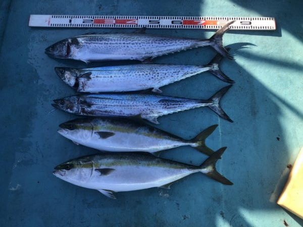 鳴門沖でサワラ