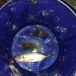 メインはアジング