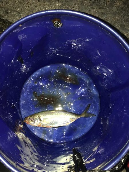 メインはアジング