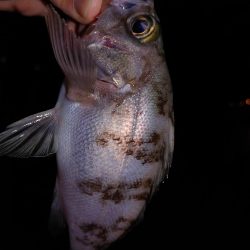 アジングのはずが