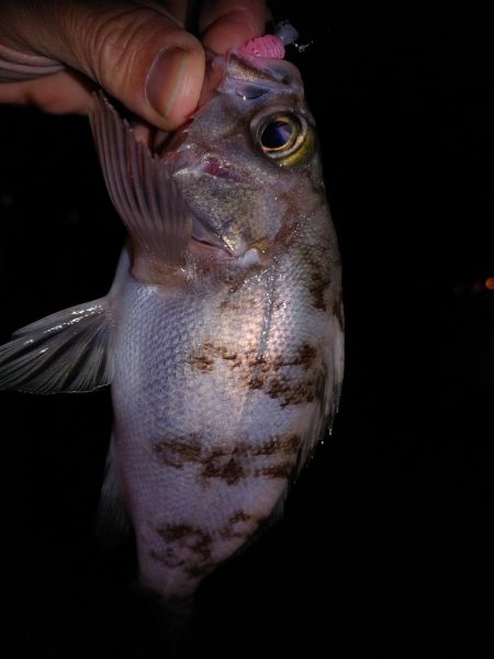 アジングのはずが