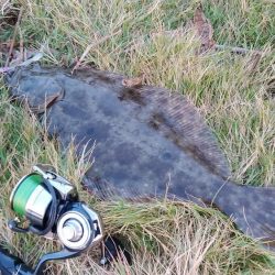太刀魚とヒラメが釣れました