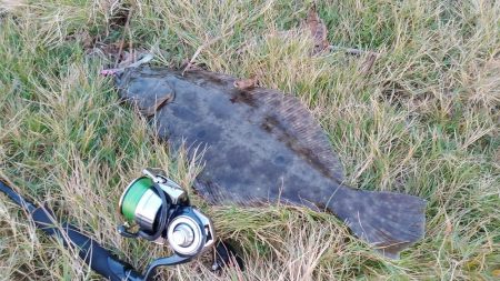 太刀魚とヒラメが釣れました