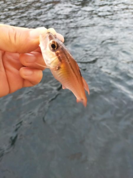 久しぶりの青物