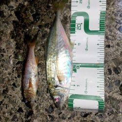 そこら中でナブラ!でも…