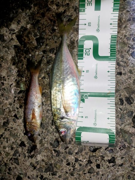 そこら中でナブラ！でも…