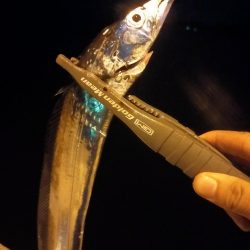 アジは不発、でもタチウオ好調