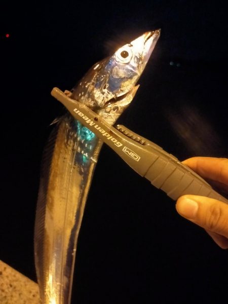 アジは不発、でもタチウオ好調