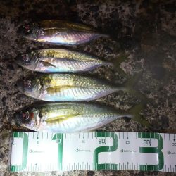 アジとタチウオ