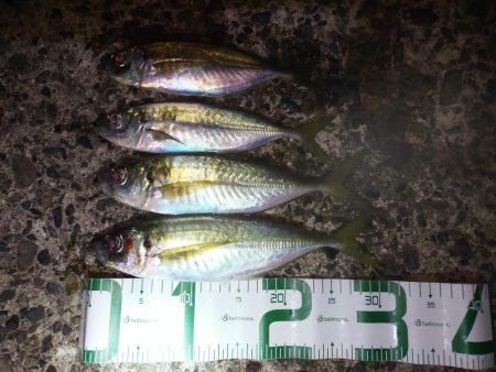 アジとタチウオ