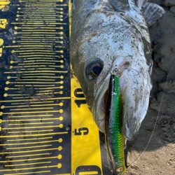 秋のシーズン突入かな？