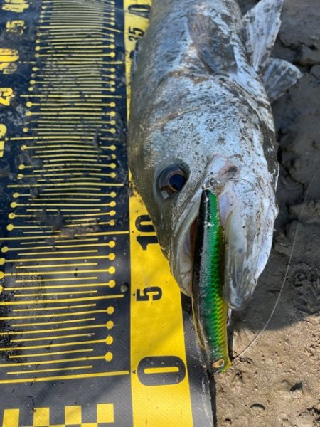 秋のシーズン突入かな？