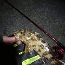 2021/10/31 須磨漁港ヘチ釣り（落とし込み）