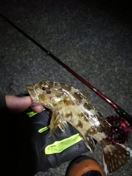 2021/10/31 須磨漁港ヘチ釣り（落とし込み）