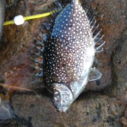 フカセ‥最高ですネ・・