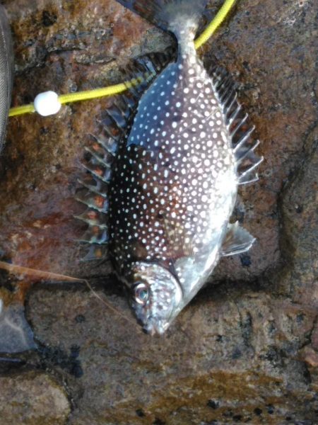 フカセ‥最高ですネ・・