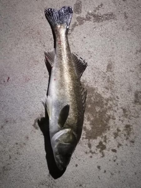 おはよーフィッシング