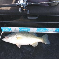 北山田50~37cm７本