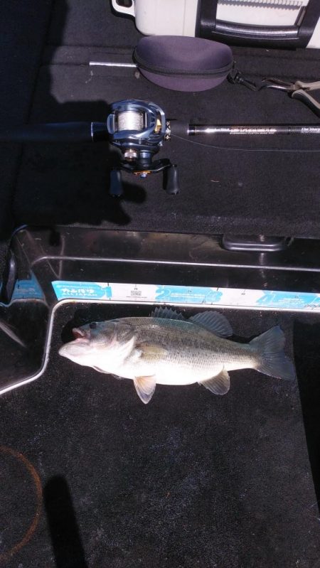 北山田50~40cm 4本