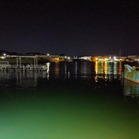 ヒイカ、時々セイゴちゃん。