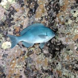 フカセ‥最高ですネ・・