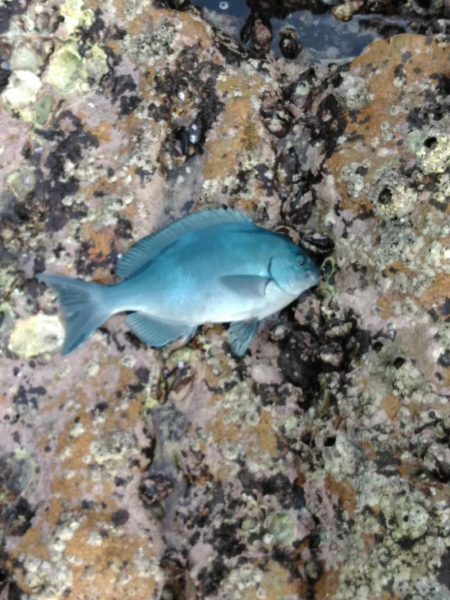 フカセ‥最高ですネ・・