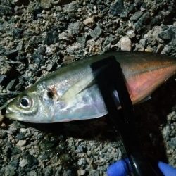 メバルが釣れ始めました