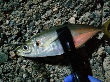 メバルが釣れ始めました