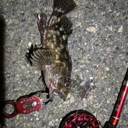 2021/11/18 南港ヘチ釣り~根魚狙い