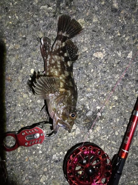 2021/11/18 南港ヘチ釣り~根魚狙い