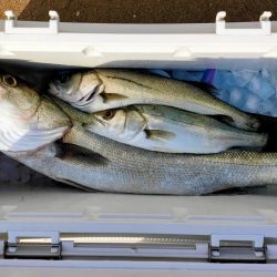 卵持ちシーバス