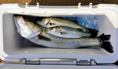 卵持ちシーバス