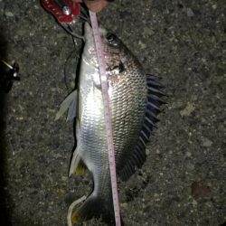 2021/11/26 南港ヘチ釣り