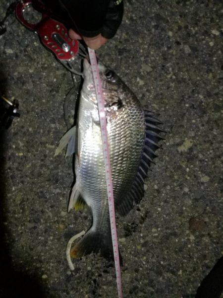 2021/11/26 南港ヘチ釣り