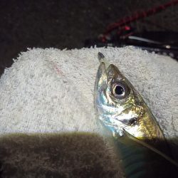 2021/11/27 南港アジング釣行