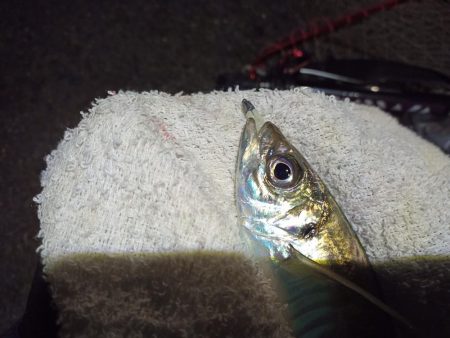 2021/11/27 南港アジング釣行