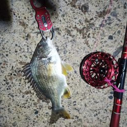 2021/11/28 南港ヘチ釣り～根魚狙い