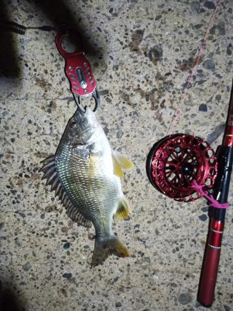 2021/11/28 南港ヘチ釣り～根魚狙い