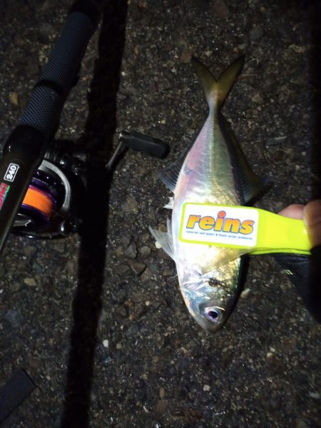 2021/11/29 南港アジング釣行