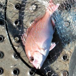 フカセ‥最高ですネ・・