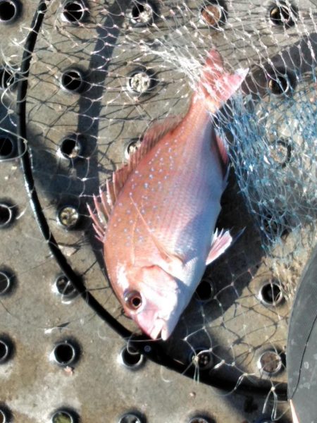 フカセ‥最高ですネ・・