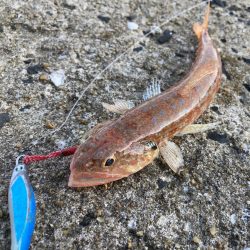 A.P.Pフィッシングガイドサービス　イカ狙いを断念、メタルジグを放りロックフィッシュゲームを楽しむ