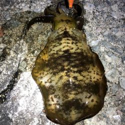 2020 佐渡ヶ島エギング 41回目