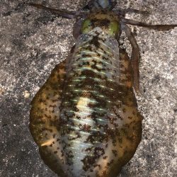 2021 佐渡ヶ島エギング 42回目